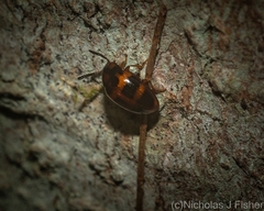 Spiloscapha thallioides