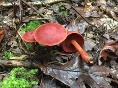 Cortinarius sanguineus