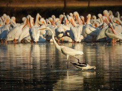 Pelecanus erythrorhynchos