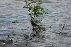 Tachycineta albilinea