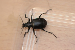 Calosoma oceanicum