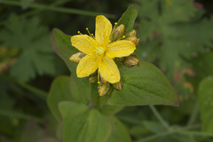 Hypericum bithynicum