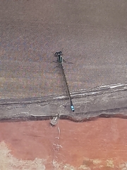 Ischnura fluviatilis