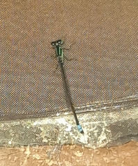 Ischnura fluviatilis