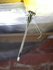 Ischnura fluviatilis