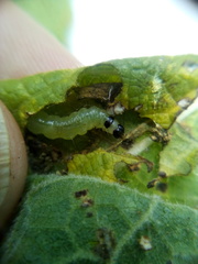 Haritalodes derogata