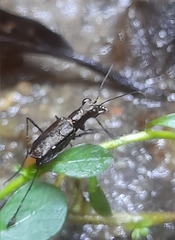 Odontocheila chrysis