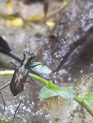 Odontocheila chrysis