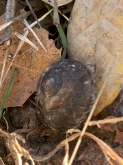 Helminthoglypta nickliniana