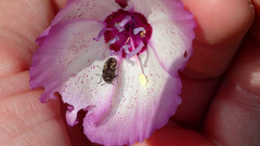 Acmaeodera