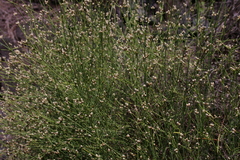 Alternanthera filifolia