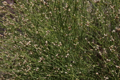 Alternanthera filifolia