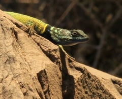 Sceloporus ornatus