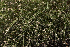 Alternanthera filifolia