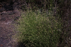 Alternanthera filifolia
