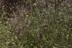 Alternanthera filifolia