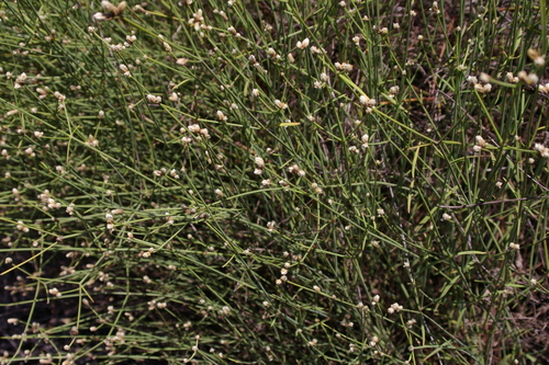 Image of Threadleaf Chaff Flower (Alternanthera filifolia) by no rights reserved