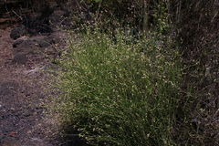 Alternanthera filifolia