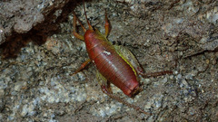 Gammarotettix aesculus