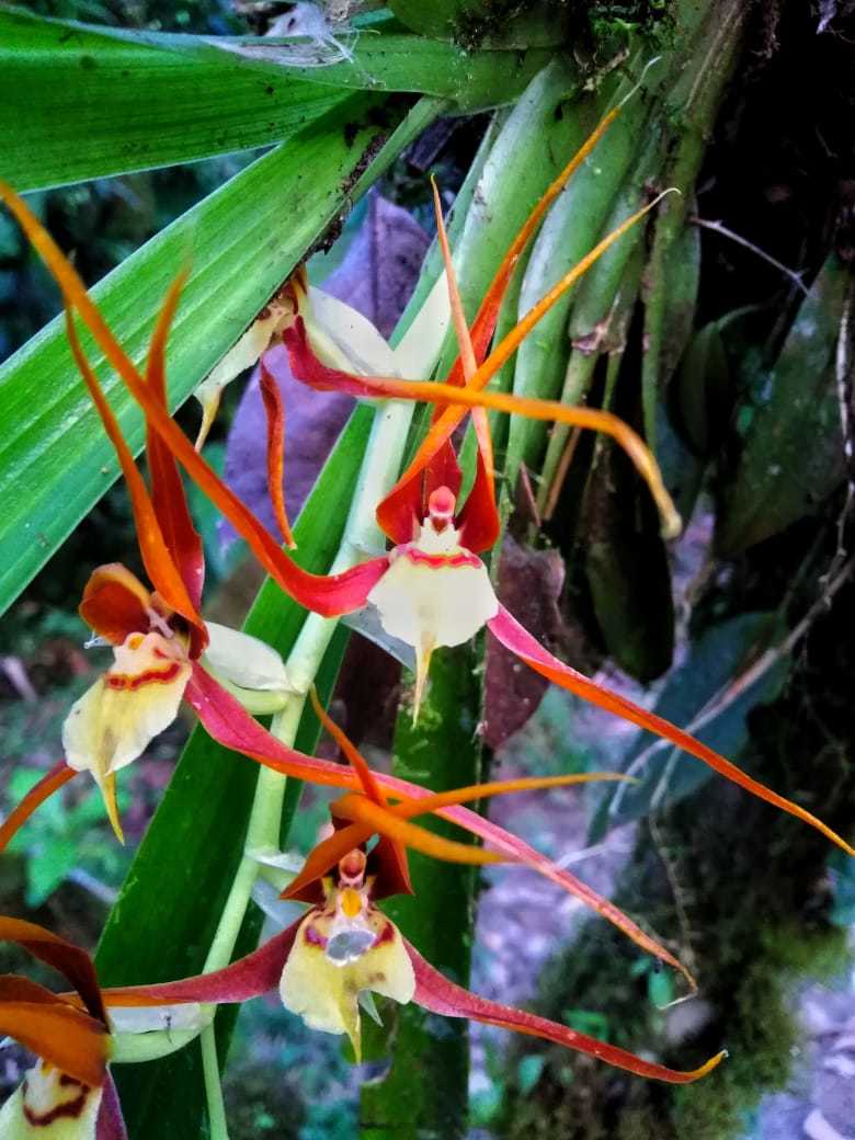 Brassia allenii L.O.Williams ex C.Schweinf. 3