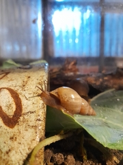 Bulimulus bonariensis