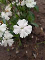 Dianthus chinensis