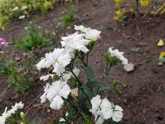 Dianthus chinensis