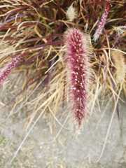 Poaceae