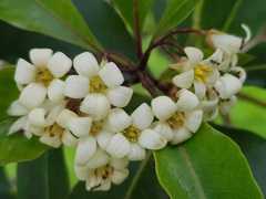 Pittosporum