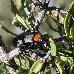 Lytta crotchii