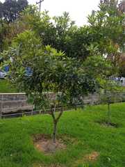 Pittosporum