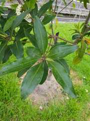 Pittosporum
