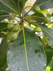Pittosporum