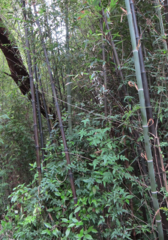 Phyllostachys nigra nigra