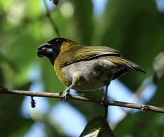 Caryothraustes poliogaster