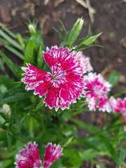 Dianthus chinensis