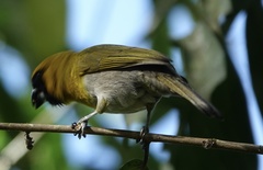 Caryothraustes poliogaster