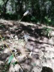 Brickellia coulteri adenopoda