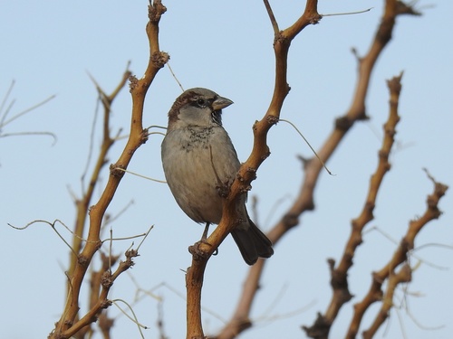 House Sparrow photographed in New Mexico