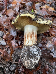 Cortinarius xanthodryophilus