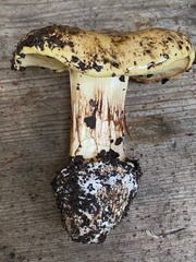 Cortinarius xanthodryophilus