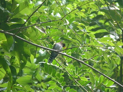 Chrysococcyx xanthorhynchus