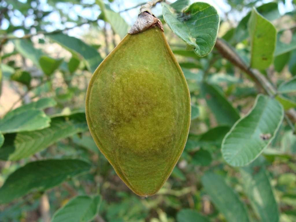 Lonchocarpus eriocarinalis