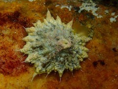 Scutellastra barbara