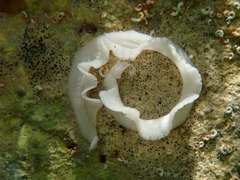Jorunna tomentosa