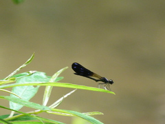 Aristocypha fenestrella