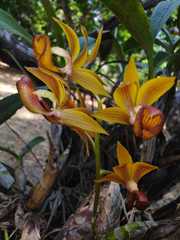 Mormodes