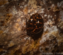 Episcaphula tamburinea