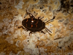 Episcaphula tamburinea