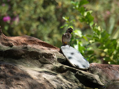 Pycnonotus nigricans